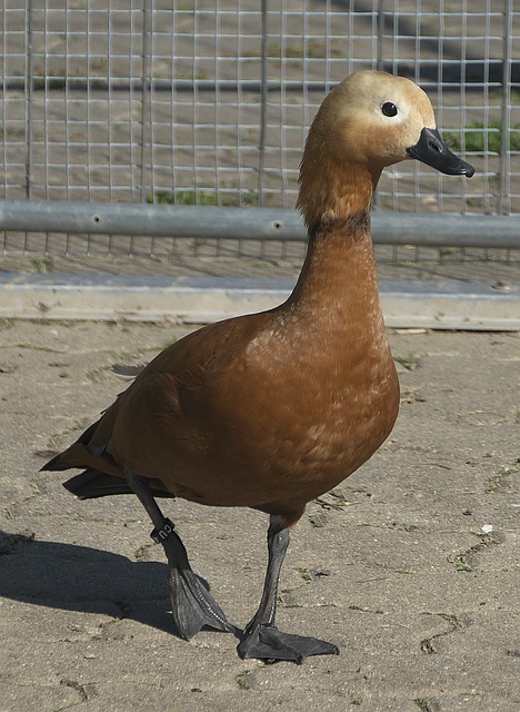 个子